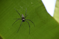 Nephila pilipes