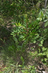 Simarouba versicolor