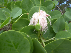 Capparis cordifolia