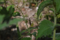 Pyrrhosphodrus amazonus