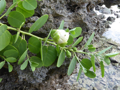 Capparis cordifolia
