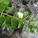 Capparis spinosa cordifolia - Photo no hay derechos reservados, subido por Peter de Lange
