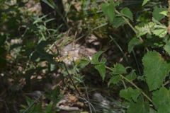 Pyrrhosphodrus amazonus