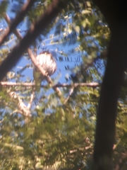 Glaucidium