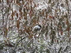 Poecile montanus