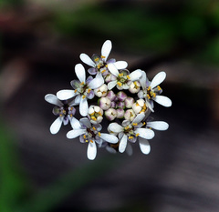 Teesdalia coronopifolia