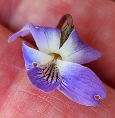 Viola sororia image