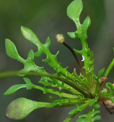 Teesdalia coronopifolia