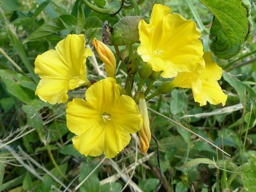 Camonea umbellata image