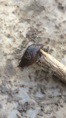 Gastropoda