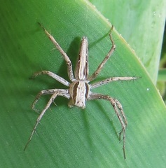 Oxyopes jacksoni