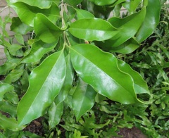 Chionanthus peglerae