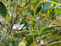 Cyrtochilum densiflorum