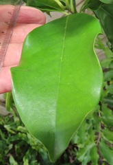 Chionanthus peglerae