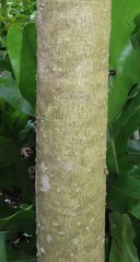 Chionanthus peglerae