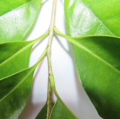 Chionanthus peglerae