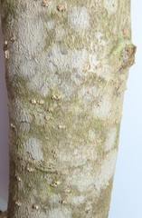 Chionanthus peglerae