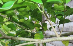 Chionanthus peglerae