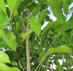 Chionanthus peglerae