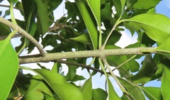 Chionanthus peglerae