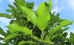 Chionanthus peglerae