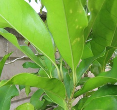 Chionanthus peglerae