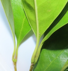 Chionanthus peglerae