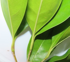 Chionanthus peglerae