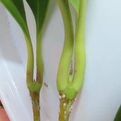 Chionanthus peglerae