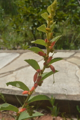 Helicteres sacarolha