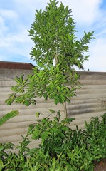 Chionanthus peglerae