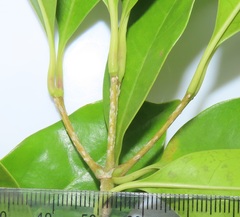 Chionanthus peglerae