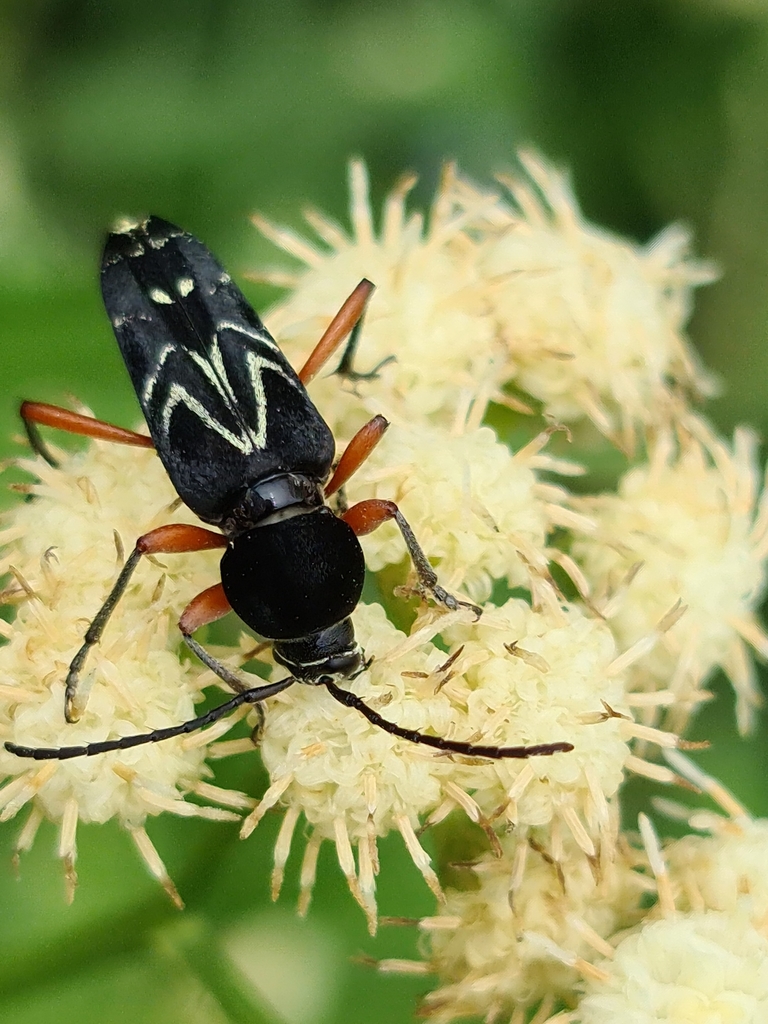 Megacyllene rufofemorata