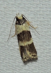 Eulechria triferella