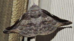Oenochroma turneri