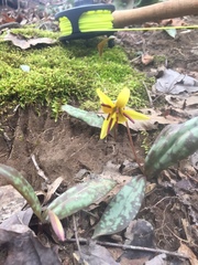 Erythronium umbilicatum