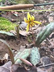 Erythronium umbilicatum