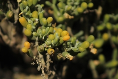Tetraena fontanesii
