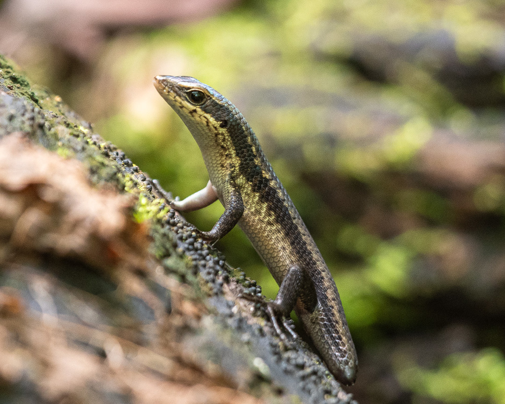 Andaman Grass Skink