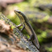 Andaman Grass Skink - Photo (c) Kesavamurthy N, some rights reserved (CC BY-NC), uploaded by Kesavamurthy N