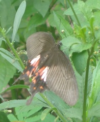 Papilio polytes stichius