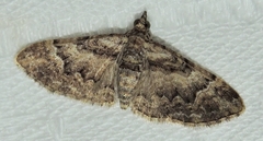 Mnesiloba eupitheciata