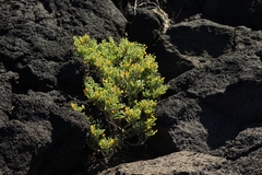 Tetraena fontanesii