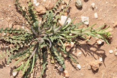 Sisymbrium runcinatum