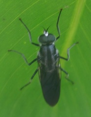 Nigritomyia