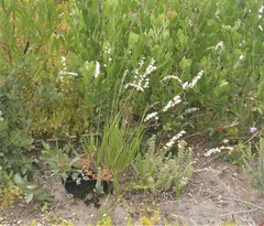 Melica racemosa