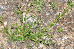 Sisymbrium runcinatum