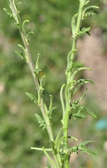 Sisymbrium runcinatum