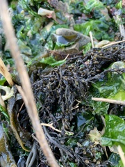 Sargassum muticum