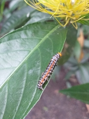 Palpita flegia